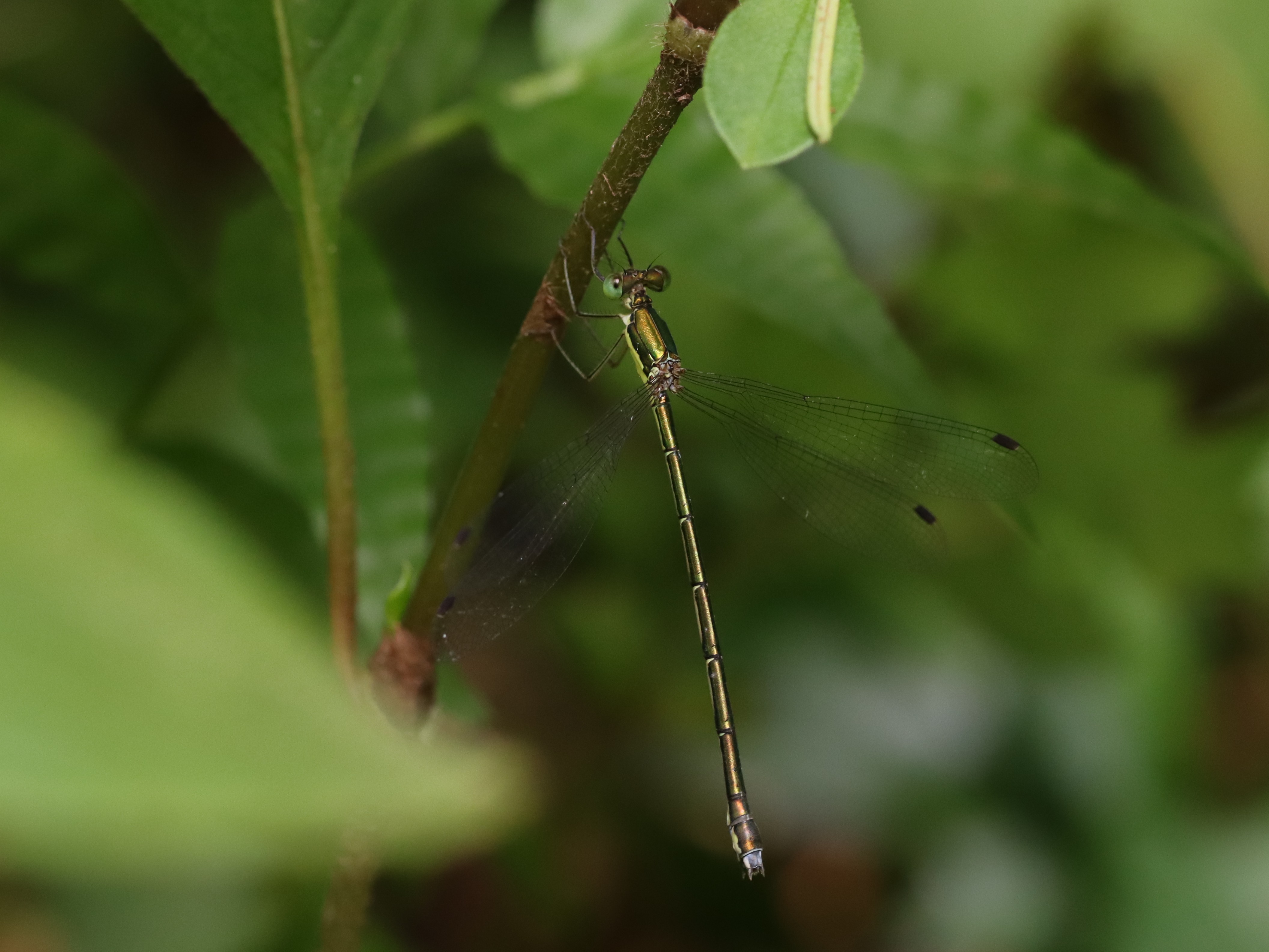 photo_1